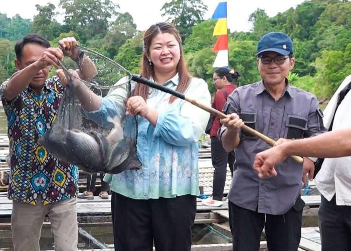 88 Keramba Beroperasi, Panen Perdana KJA Mamahak Ulu Tunjukkan Hasil Menjanjikan