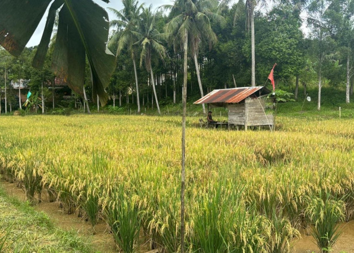 Lahan Pertanian di Kukar Diserang Hama, Bantuan dari Pemerintah Terkendala Aturan