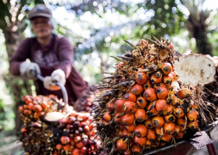 Ranking Harga Sawit Nasional Terbaru: Sumut Juara, Kaltim Urutan Berapa? 