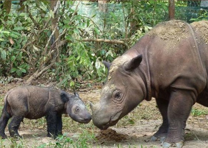  Siap Berkontribusi Selamatkan Habitat Badak Kalimantan, Ini Langkah yang Dilakukan Pemkab Kubar
