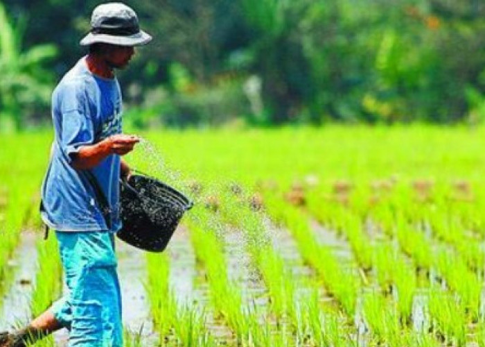 Dapat Dana Rp 800 Juta dari ADK, Kelurahan Maluhu Prioritaskan Sektor Pertanian