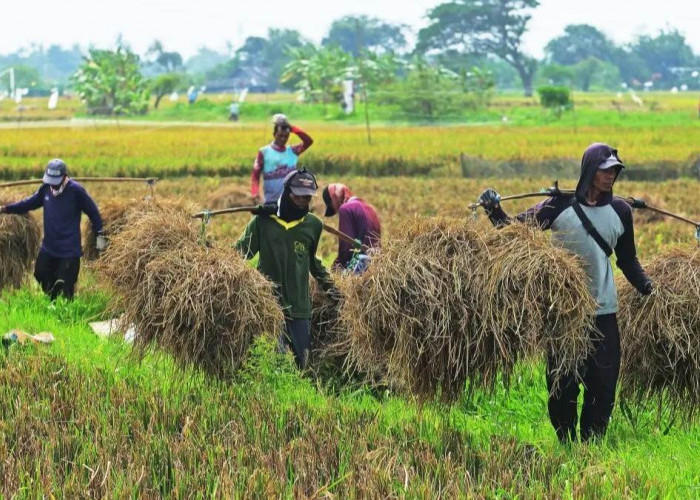 Ekonom: Kelas Menengah-Bawah Paling Terdampak Penerapan PPN 12 Persen 