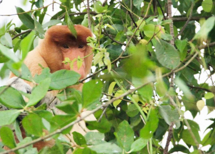 Pulau Besing Tawarkan Sensasi Susur Sungai: Bekantan hingga Kalong jadi Daya Tarik 