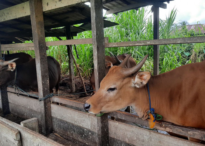 Puluhan Ekor Sapi di Paser Terpapar Virus LSD, 4.800 Dosis Vaksin Disiapkan