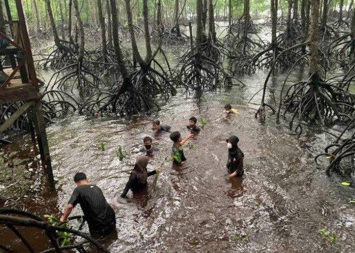 Benteng Pesisir Kaltim, Bontang Mangrove Park Bukan Sekedar Objek Wisata