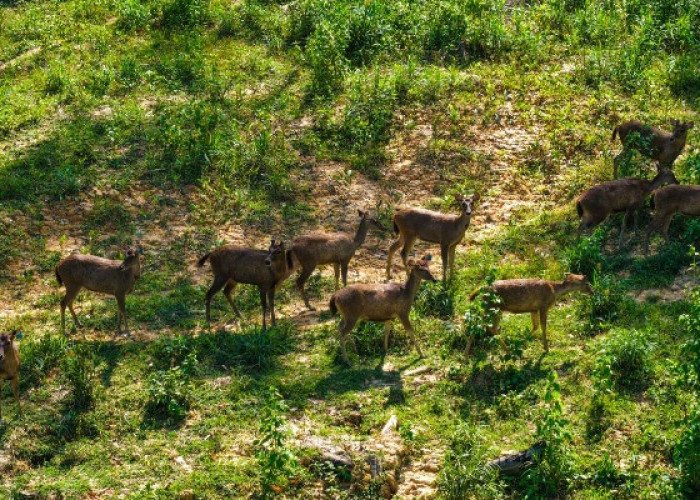 Rusa Sambar Makin Sering Muncul di IKN, Otorita Klaim Ekosistem Alami Mulai Pulih 