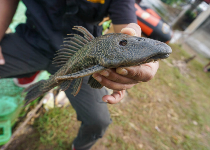 Waspadai Masuk Perairan Berau, Dinas Perikanan Siap Cegah Populasi Ikan Sapu-Sapu 
