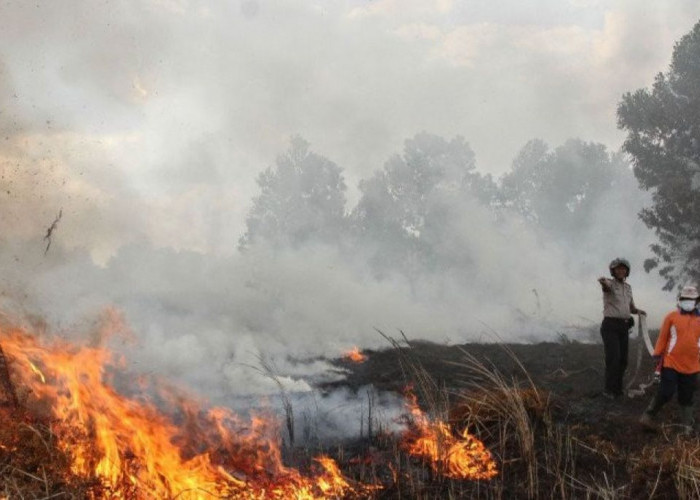 72 Orang Ditetapkan sebagai Tersangka Kasus Karhutla, Tersebar di 9 Polda