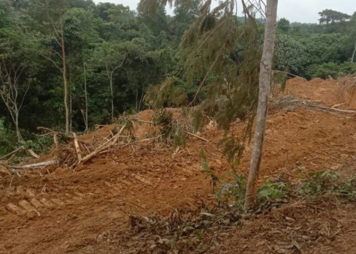 PT Budi Duta AgroMakmur Sebut Proses HGU dan Plasma Masih Berjalan Bertahap