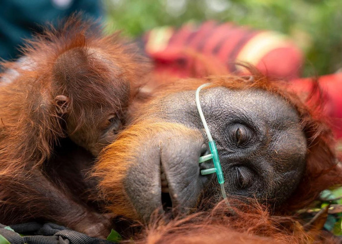 Habitat Terbakar, Induk dan Anak Orangutan Terjebak di Tengah Kebun Sawit dan Harus Terima Perawatan