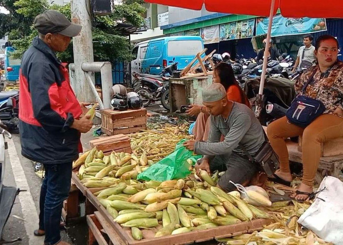 Pedagang Jagung Musiman Laris Manis di Samarinda, Pantang Pulang Sebelum Habis