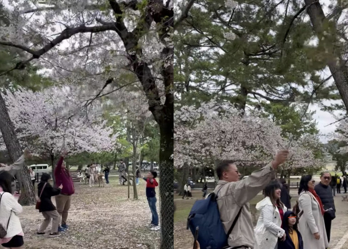 Bikin Malu Indonesia! Rombongan Keluarga ini Rusak Pohon Sakura di Jepang