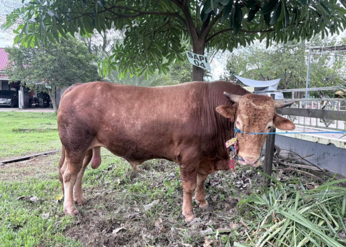 Sapi Kurban Presiden RI di Kutim Dipastikan Sehat, Bobot Hampir Capai 1 Ton