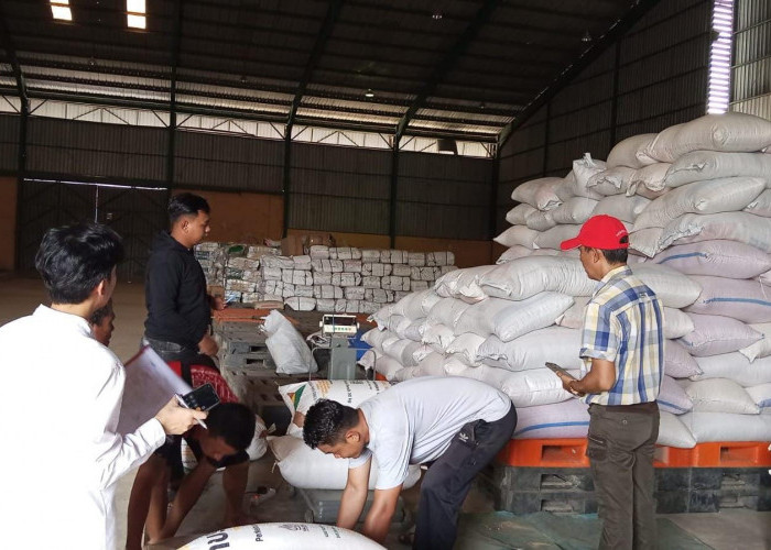 Dari 2,5 Hektare Lahan, 1,3 Ton Jagung Muara Wahau Disalurkan ke Bulog