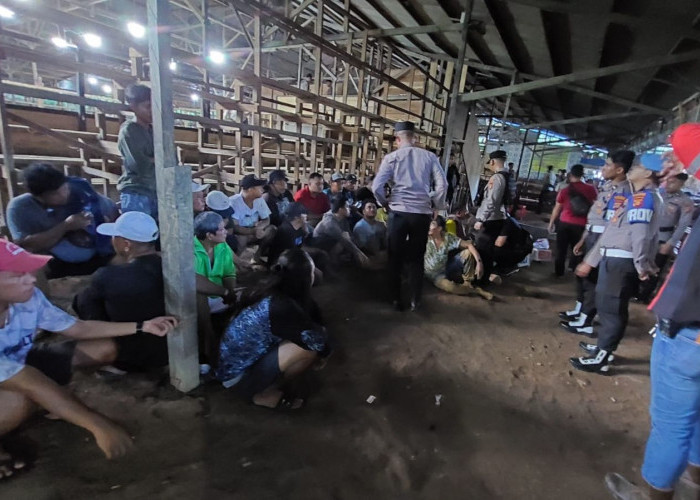 Digerebek! Arena Besar Sabung Ayam di Loa Janan Dibongkar Polisi