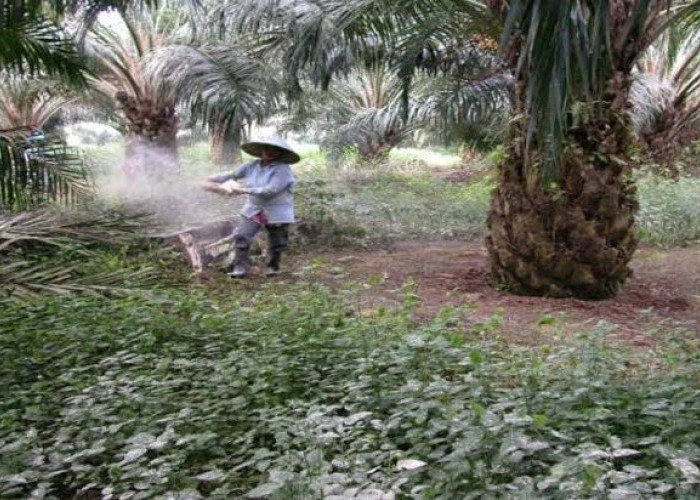 Dinas Pertanian Kubar Tegaskan Pupuk Subsidi Tidak Boleh Masuk ke Perusahaan Perkebunan Sawit