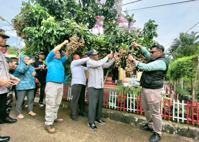 Program Paser Berbuah Komoditas Lengkeng Hasilkan 1,219 Ton saat Panen Perdana