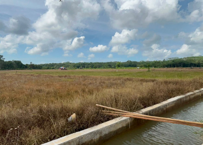 Wawali Balikpapan: Petani Di Sini Berpeluang 3 Kali Panen Setahun 