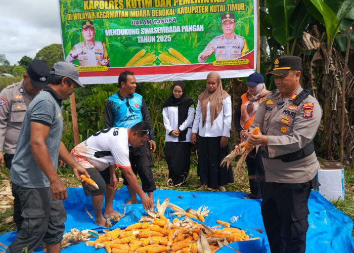 Modal Lahan 1 Hektare, Desa Muara Bengkal Ilir Berhasil Panen 500 Kilogram Jagung