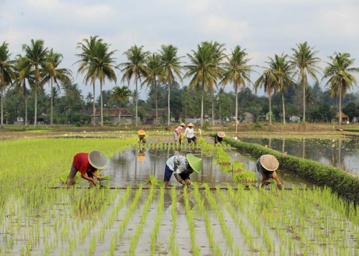 Program Brigade Pangan Tak Hadir di Kaltim, Ini Kata Petani Milenial Kaltim