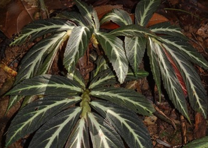 2 Spesies Baru Begonia Ditemukan di Kalimantan, Salah Satunya Punya Daun Seperti Cakar Kucing!
