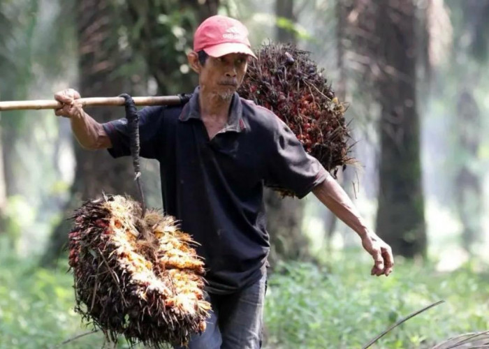 Ribun Warga Kukar Terlibat Perkebunan Sawit, Disbun: Petani Swadaya Kian Menonjol