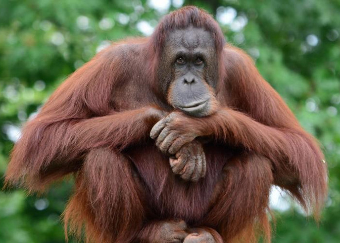 BKSDA Kaltim Bangun Koridor Habitat Orangutan, Cegah Isolasi Populasi dan Perkawinan Sedarah