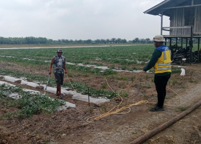 Kebun Semangka Seluas 35 Hektare di PPU Terancam Gagal Panen Akibat Kekeringan