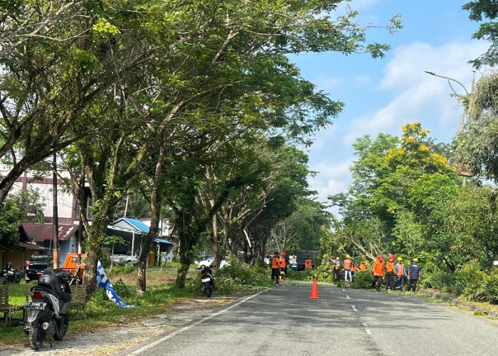 Antisipasi Tumbang Saat Hujan Deras, BPBD PPU Pangkas Pohon Lapuk di Ruas Protokol 