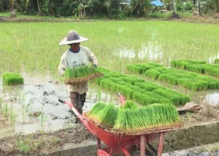 Misi PPU di KTNA XVII: Serap Inovasi Nasional Demi Amankan Pangan Daerah 