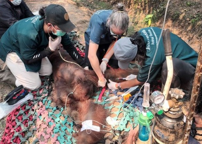 Di Balik Kematian Orang Utan Sempurna, Nekropsi Ungkap Kerusakan Organ akibat Asap Karhutla