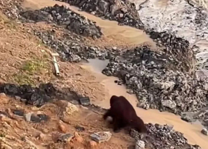 BKSDA: 80 Persen Orangutan Kaltim Hidup di Area Rentan Alih Fungsi