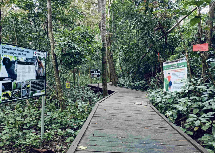 Samurangau Eco Park, Wisata Petualang di Hutan Paser