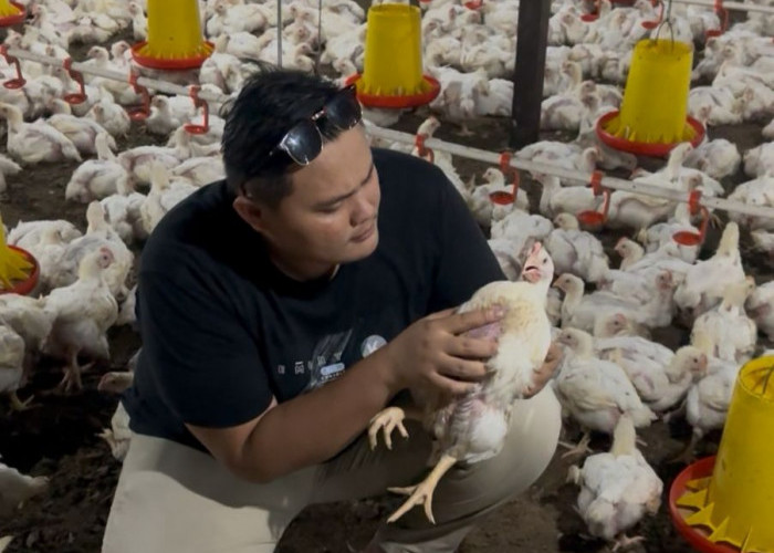  Bagaimana Memulai Usaha Peternakan Ayam? Begini Kisah Andi Saputra Merintis Bisnis 