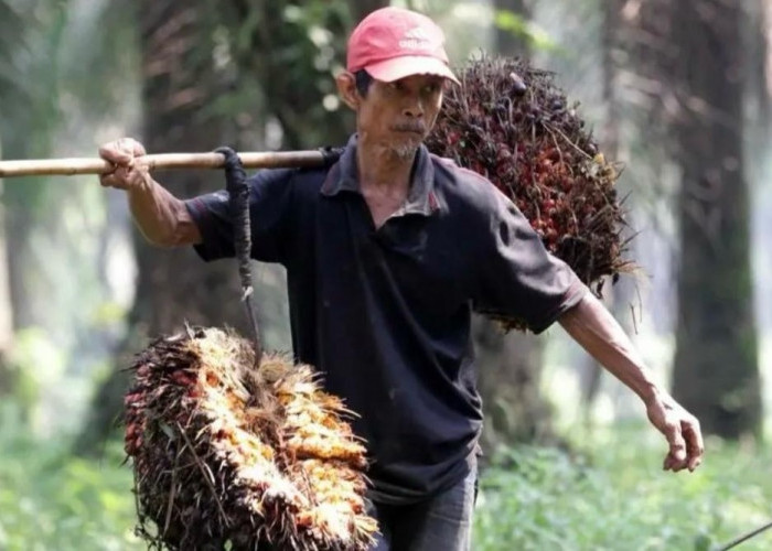 Harga TBS Sawit Kaltim Periode Oktober Turun, Tertinggi Rp3.542 per Kg