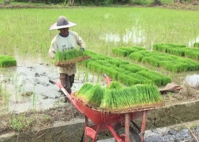 Tak Miliki Fasilitas Penyimpanan dan Pengolahan, Titik Kritis Pertanian Balikpapan Ada di Pascapanen