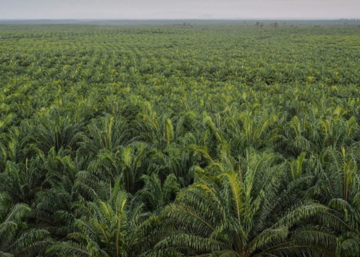 Perusahaan Sawit di Kukar Wajib Penuhi Kebun Plasma