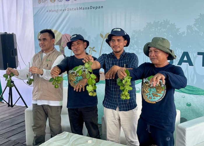 Mantan Penebang Kini Jadi Pelestari, Petani Tambak di Anggana Buktikan Mangrove Tingkatkan Hasil Tambak