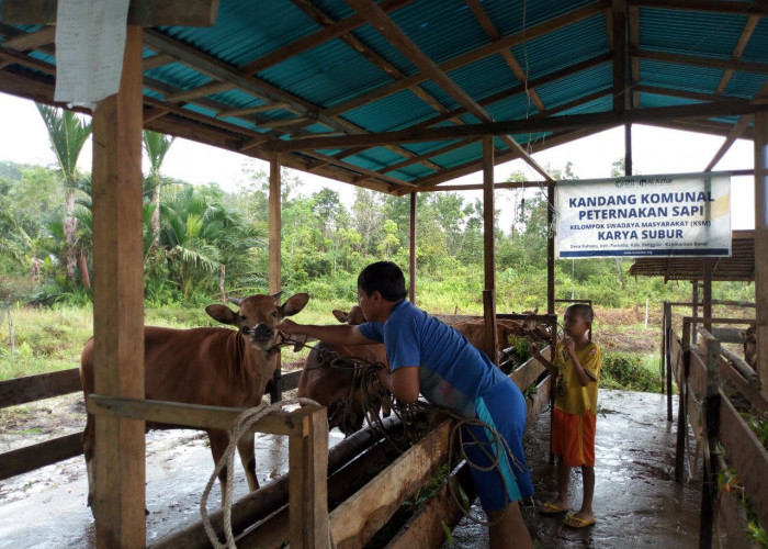 Pemprov Kaltim Kembangkan Desa Korporasi Ternak, Strategi Wujudukan Kemandirian Pangan