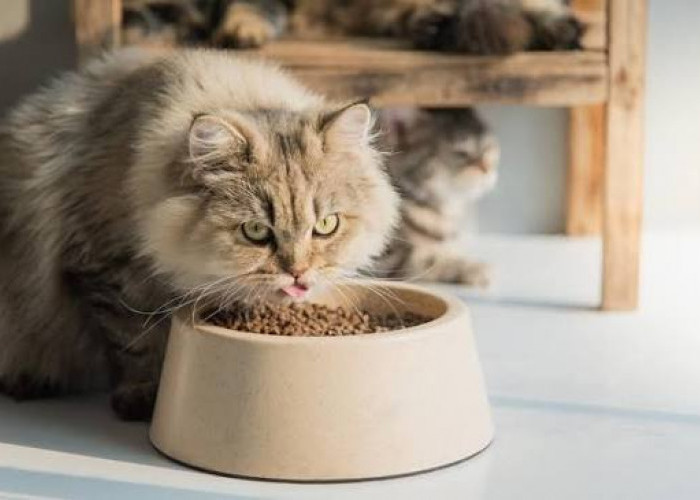  Cat Owner Waspada, Ternyata Semua Makanan Anabul Mengandung Logam Berbahaya