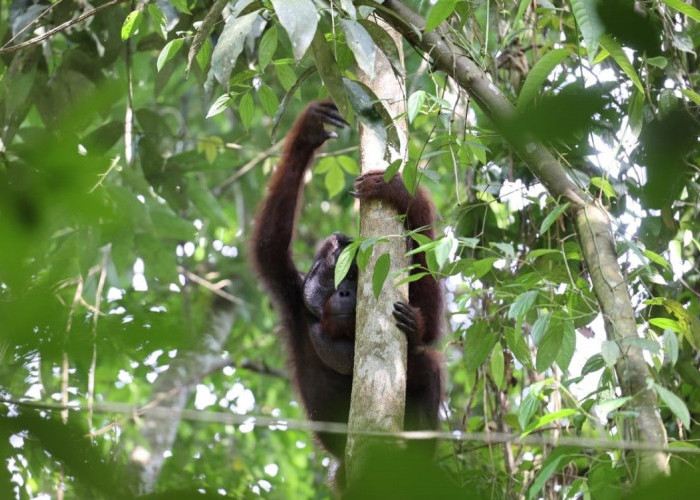 4 Orangutan Sitaan BKSDA Akhirnya Pulang ke Hutan Lindung Gunung Batu Mesangat