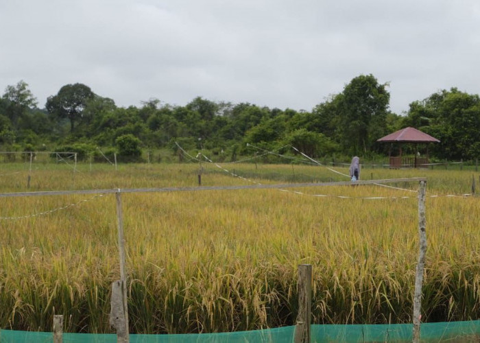 4 Kampung Disiapkan Jadi Lokasi Awal Cetak Sawah 2.000 Hektare di Berau