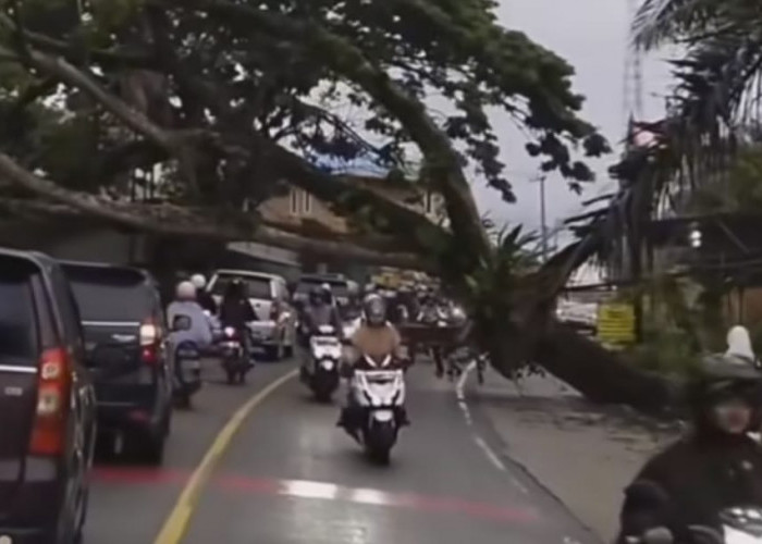 Diguyur Hujan Deras, Pohon Tumbang Menutup Jalan Km 15 Balikpapan