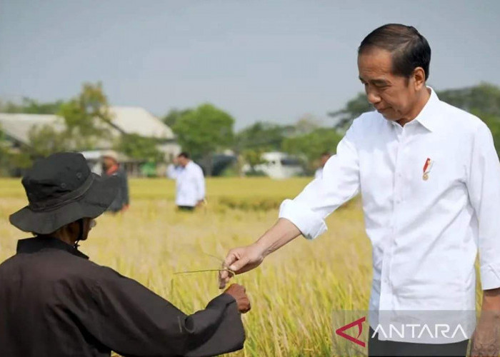 Jokowi Minta Pasar Digerojok agar Harga Beras Turun