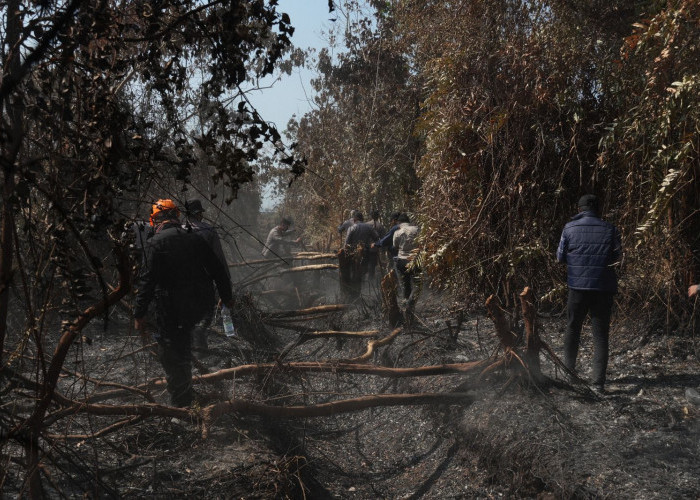 Sehari Lima Titik Karhutla Melanda Sangatta, 9,5 Hektare Lahan Terbakar 
