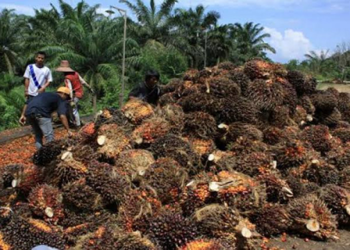 Harga TBS Lagi Naik, Angin Segar Bagi Para Petani Kelapa Sawit