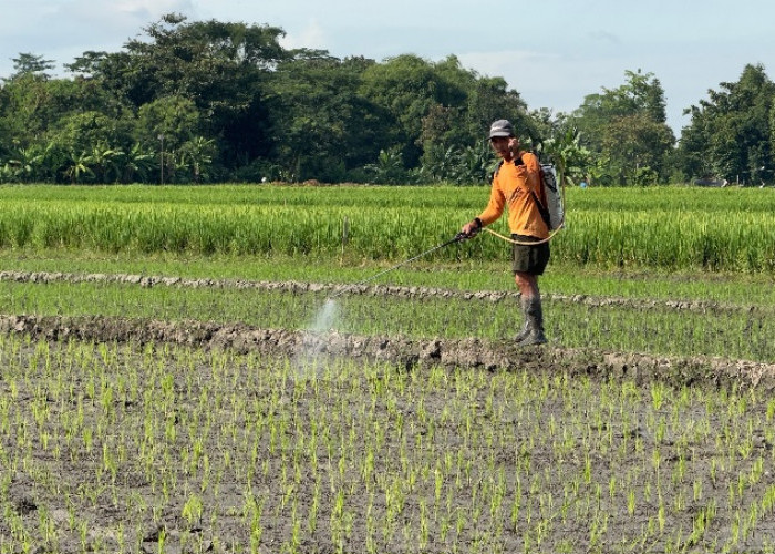 Kontribusi Agrosolution PKT:  Naikkan Produksi Pertanian, Jaga Ketahanan Pangan