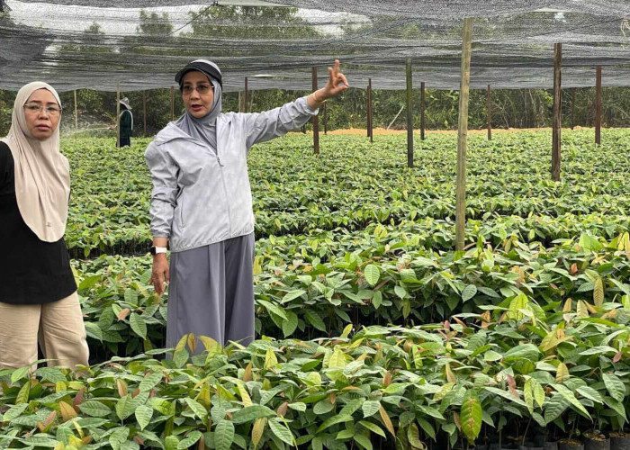 200 Ribu Batang Kakao dari Kementan Tiba di Berau, Gerakan Jemput Bola Sri Juniarsih Berbuah Manis!