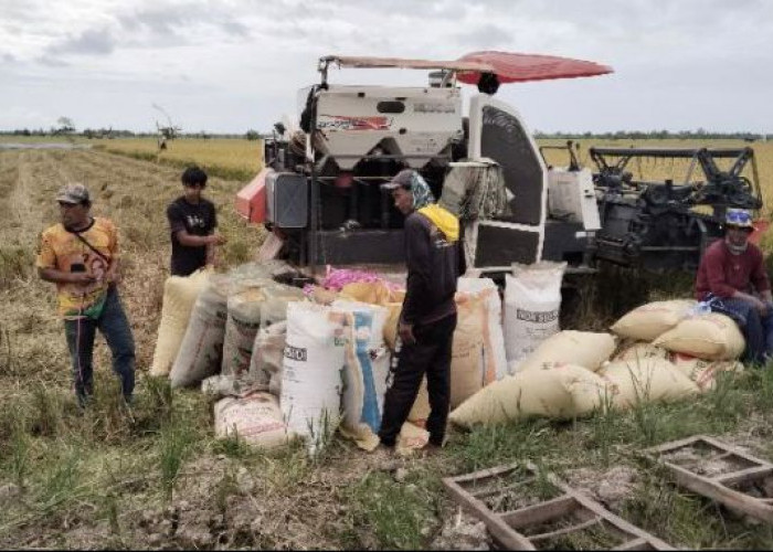 Bulog Serap 10.600 Ton Gabah Petani Paser dan PPU hingga April 2026
