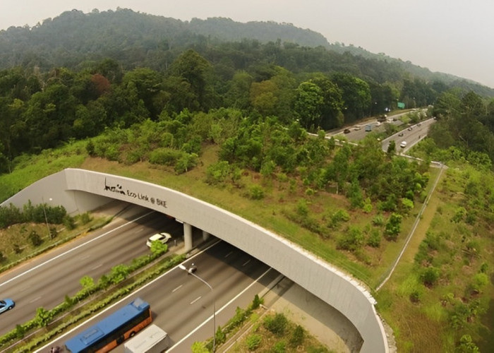 Membelah Hutan Lindung, Tol IKN - Balikpapan Dilengkapi dengan Jembatan Satwa